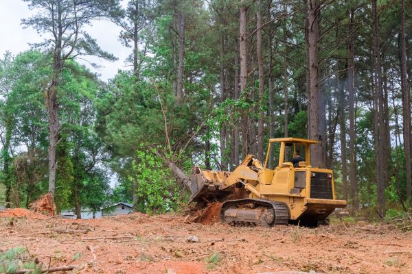 Cost of Trees Clearing in Eugene
