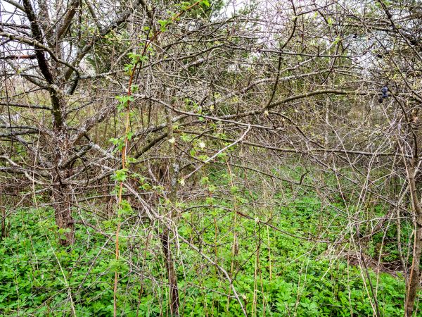 Cost of Underbrush Clearing in Eugene