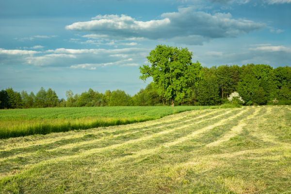 Cost of Vegetation Removal in Eugene