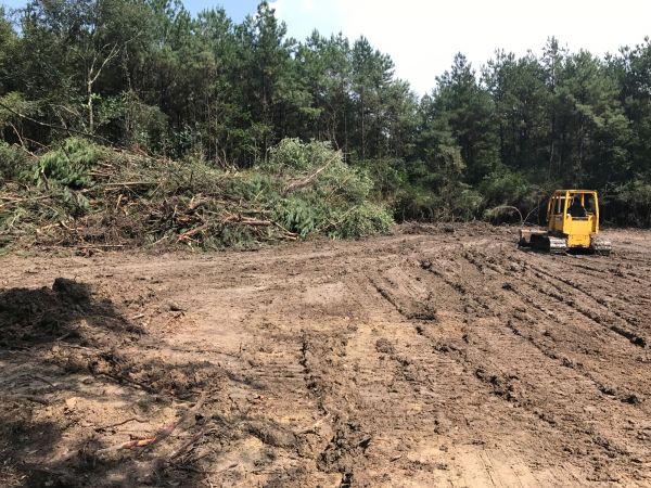 Cost of Thicket Clearing in Eugene